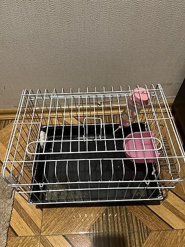 karlik dovsan: Karlik dovsani – mehriban və sakit xasiyyətli.(Qefeside verilir)Tecili — 4