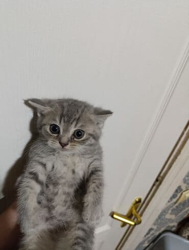 американский вислоухий кот: Шотладская вислоухая — 6