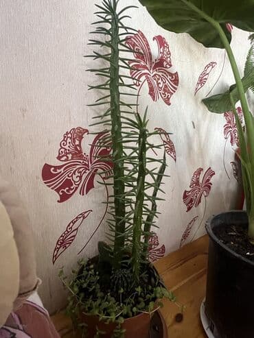 aloe vera satışı: Her nov guler var endirimnen verecem Gencedi istiyen yazsin satiş — 67