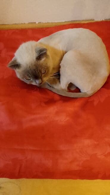 ВАЗ (ЛАДА): Шотладская вислоухая — 1