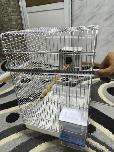 pişik daşıma qabı: Quşlar üçün ağ rəngli metal qəfəs. Qəfəsin altında sürüşən zibil — 1