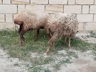 erkek pişik adları: 2 dənə qoyun biri 160 manat — 6