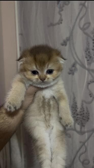 pisikler ucun: Britan, Dişi, Yaxşı əllərə, Ödənişli çatdırılma — 1