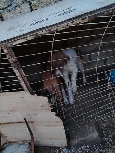 maltese terrier qiymeti: 1 il, Cütləşmə üçün, Ünvandan götürmə — 2