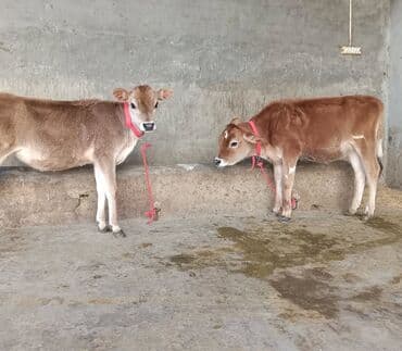 Toyuqlar: Satışda: 2 baş buzov Xüsusiyyətlər: - Cins tipajı: Jersey (süd — 2