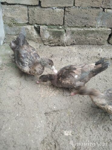 akvarium balıqlarının satışı: Erkək, | Lal ördək, Damazlıq, Ünvandan götürmə — 4