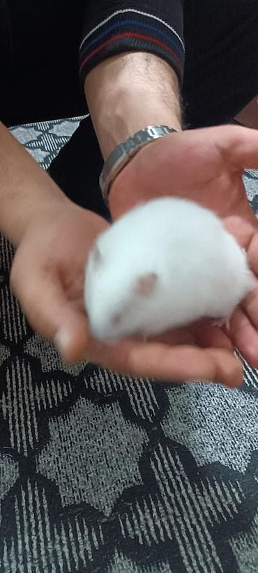 heyvanlar: Iki gundu alinib usaq qorxur deye kim istese verilir. ag rengde — 1