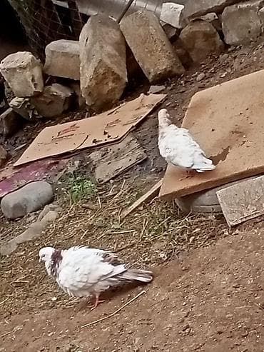 derzi quşu: Salam Aleykum Cütülər Qırmızı boyun Qırmızı Quyruq 1 saat ucur Yaxsı — 2