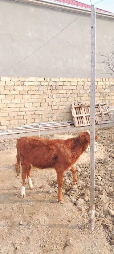 cins buzovların satışı: 3. 4 aylixdi unvan novxani — 3