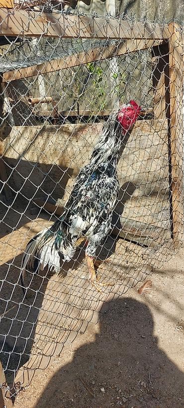 dəvə quşu: Məhsul: Uzunboyun döyüş xoruzu (süs və damazlıq üçün) Təsvir: - Cins — 1