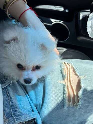it hekimi bakida: Şpitz, 7 ay, Dişi, Peyvəndli, Pulsuz çatdırılma — 2