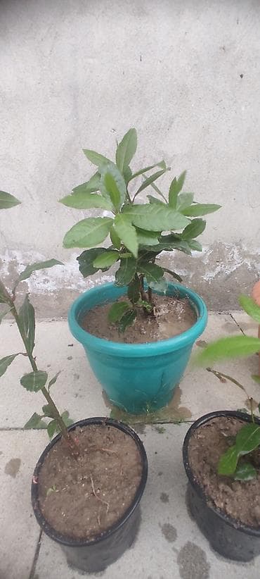 ciledagi bitkisi: Dəfnə ağacı (Laurus nobilis) – ətirli, keyfiyyətli və məhsuldar sort — 7