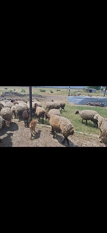 qoyun satılır: Dişi, il: 10, 50 kq, Damazlıq, Ünvandan götürmə — 4