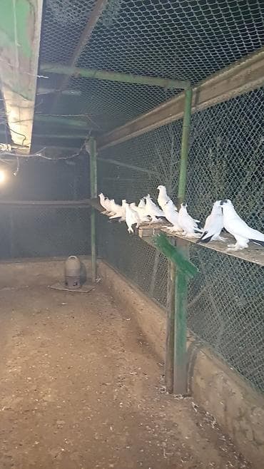 dekarativ quslar: Ağ rəngdə dekorativ göyərçinlər – saqqallı/çıtlı (başında çiçəkvari — 3