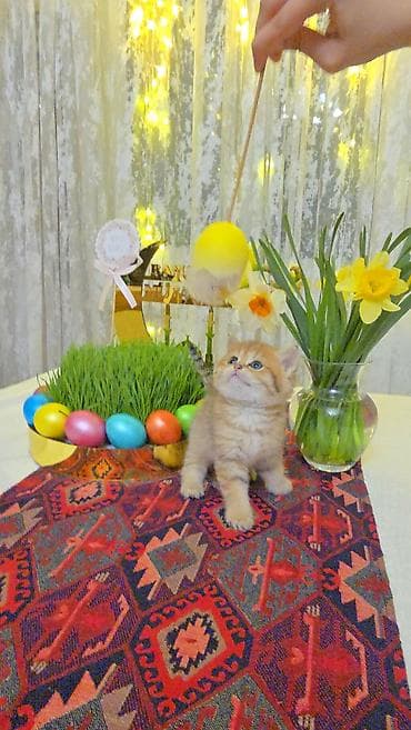 Quşlar: Şotland yastı qulaq — 6