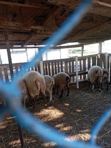 cins inekler: Satlıq qoyun sürüsü - Şəkillərdə görünən ana qoyunlar və quzular bir — 1