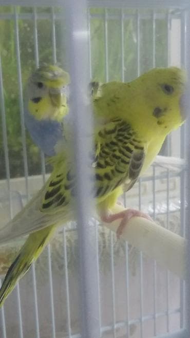 sisar quşu: Yaponiclər və yaponicdən dömmələr — 6