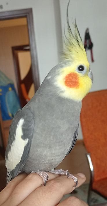 Təmiz əl quşudu erkekdi əldən yeyir çiyinə gəzir — 1