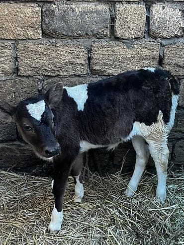 Телята: 18 günlük buzov — 1