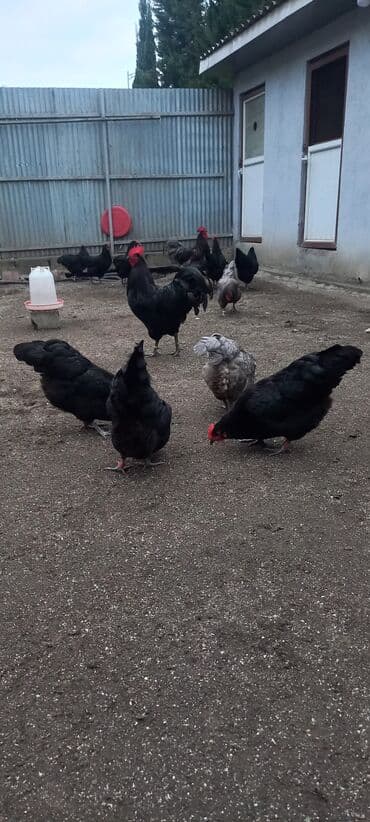 Akvariumlar: Avstrolob yumurtası və cucəsi sifariş olnur sifariş qabagcadan — 3