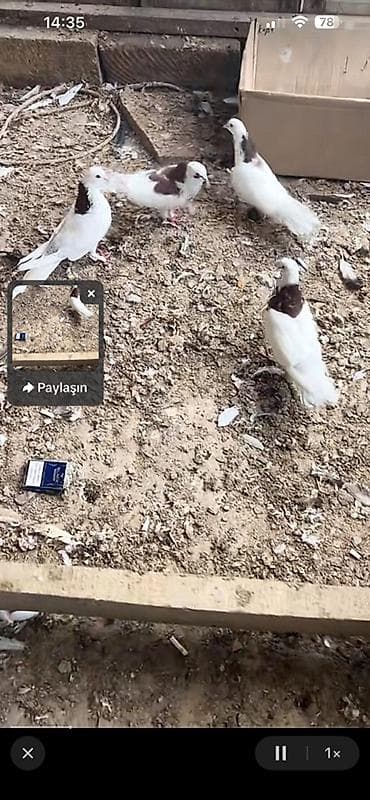 danışan quşlar: Ağ-qəhvəyi rəngdə dekorativ göyərçinlər dəstəsi. Xüsusiyyətlər: - — 1