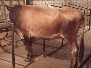 Ətlik Maldı Super kokdu Real alcılar Zeng Etsin — 3