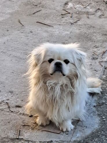 Lexus: Pekines, 2 il, Erkek, Ünvandan götürmə — 2