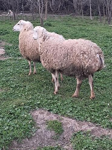 Akvariumlar: Qoyun bogaz bozkere tatallar beyleqan — 3