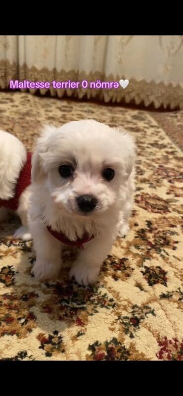 heyvanların cütləşməsi: Malta bolonka, Dişi — 3