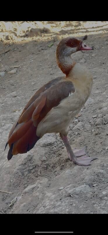 lavanda lal ordəklər: Misir qazı, həmçinin Nil qazı kimi tanınan bu quş, açıq qəhvəyi və boz — 2
