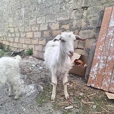 lal ordek satilir: Cins: Yerli dağatəyi keçi Təsvir: - Ailəli sürü: 1 ana keçi və 2 — 4