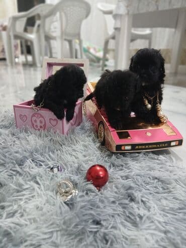 itlər pudel: Pudel, 2 ay, Dişi, Sənədli, Pulsuz çatdırılma — 7