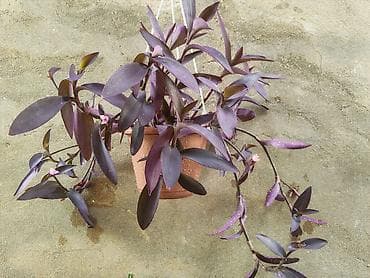 Asılı saksıda bənövşəyi təsirli bəzək bitkisi – Tradescantia pallida — 1