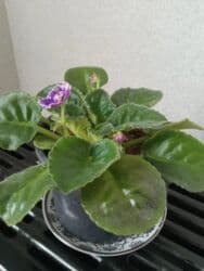 benovseyi: Bənövşə (Afrika bənövşəsi) – bənövşəyi çiçəkli, xırda dalğalı ləçəklər — 4