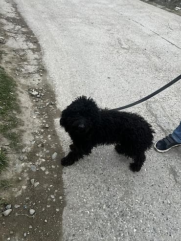 top 3 ev heyvanları: Yaş yarımdı real alıcıya endirim olunacağ — 3