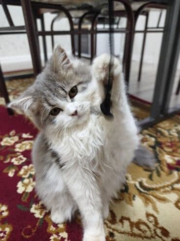 Britan, Dişi, Yaxşı əllərə, Rayonlara çatdırılma