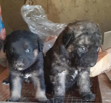 cane corso qiyməti: Alman çoban iti, 1 ay — 1