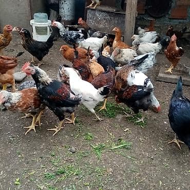 kürd toyuq: Toyuq, Damazlıq — 9