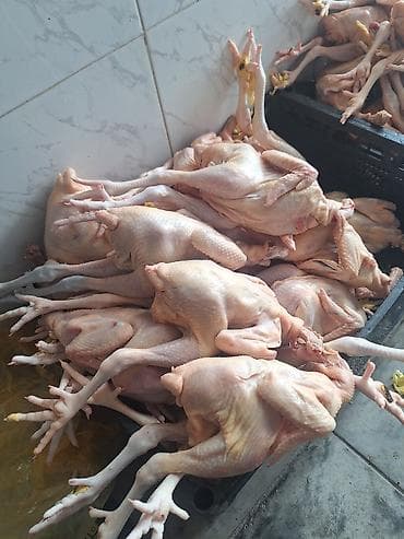 Kənd toyuğu Toyuq Bütöv, Pulsuz çatdırılma