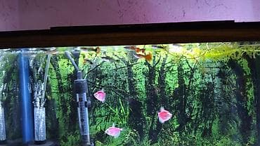 akvar: Salam glofish və guppiler satılır qiymət 1 AZN guppilərin artımda — 2