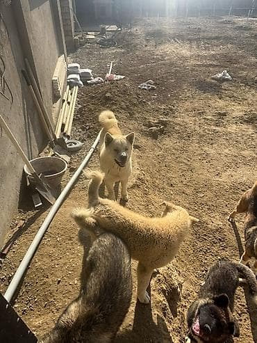 pers pisiyi satilir: Akita-inu, 6 ay, Erkek — 9