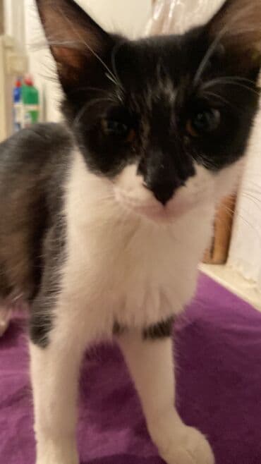 Heyvanlar üçün mallar: İki pişik balası – qəbul üçün - Qara-ağ tüklü pişik balası:5 aylıq — 2