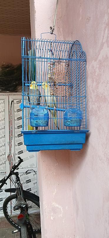 malta iti: Növ: Nimfa (Cockatiel) cütlük Təsvir: Şəkillərdə göründüyü kimi iki — 3