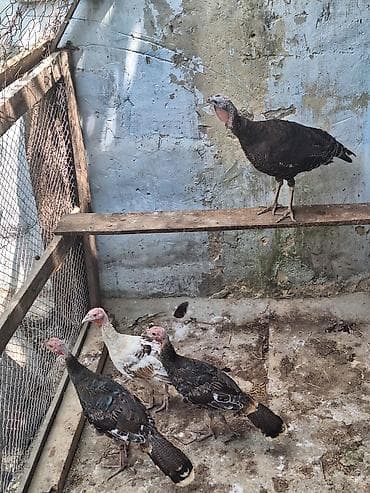 avcarka satisi: Salam 1 ana 3 ədəd 4 aylıq hinduşqa balası satıllr real alıcıya — 2