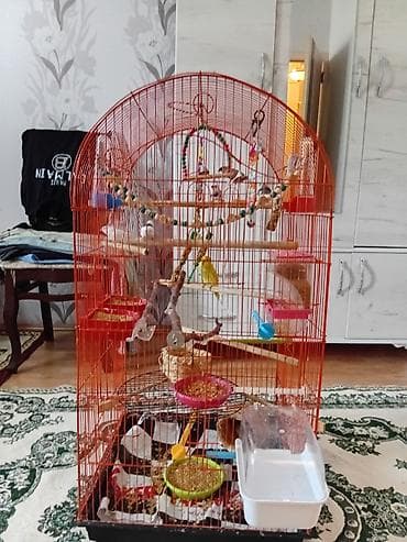 su samuru: Böyük ölçülü narıncı metal quş qəfəsi – aksesuarlarla dolu hazır dəst — 4