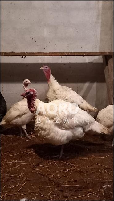 tutuquşu qiyməti: Hinduskalar gilezidedi kecen ilin erkey hinduskalaridi 2 eded satilir — 1