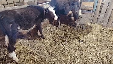 afcarka itleri qiymeti: 7 və 8 aylıq erkəy danalar .Yemdədilər anqus və yerli cüt — 1