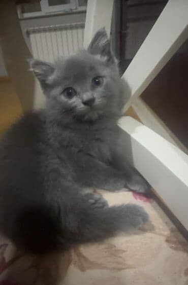 1 azn pişik: Şotland, Erkək, Dişi, Yaxşı əllərə, Pulsuz çatdırılma, Ödənişli çatdırılma — 13