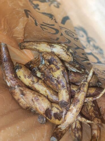 Digər qida məhsulları: Çilədağı bitkisi-diz ağrıları, oynaq ağrıları, bel agrisi — 1