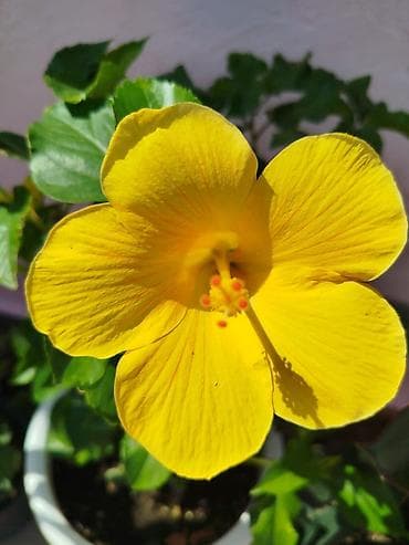 peyğəmbər cicəyi: Sarı hibiskus (Çin qızılgülü) – dekorativ otaq/balkon bitkisi - Növdə — 1